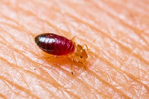 bed-bugs-in-your-home bed-bugs-in-your-home