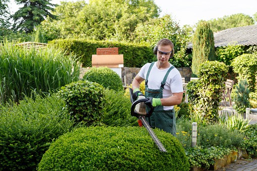 florida-tree-care-service