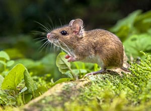 rat-exterminator rat-exterminator