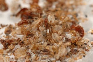 remove-bed-bug-eggs remove-bed-bug-eggs