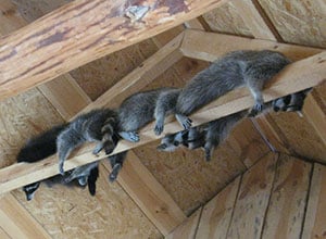 remove-raccoons-from-attic remove-raccoons-from-attic