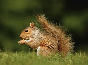 squirrel-removal-florida