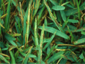 Lawn Treatment for Grey Leaf Spot Fungus