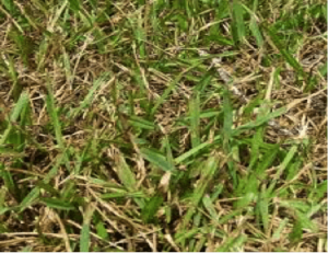 Grey Leaf Spot in Florida Lawns