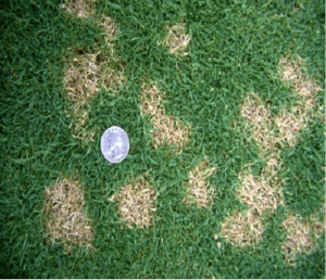 How to treat dollar spot fungus