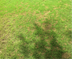 Identify Dollar Spot Fungus in your Lawn