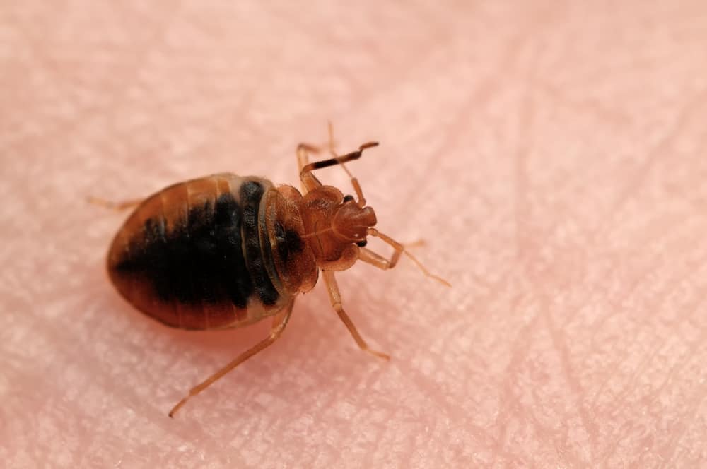 The Effects Of A Bed Bug Bite