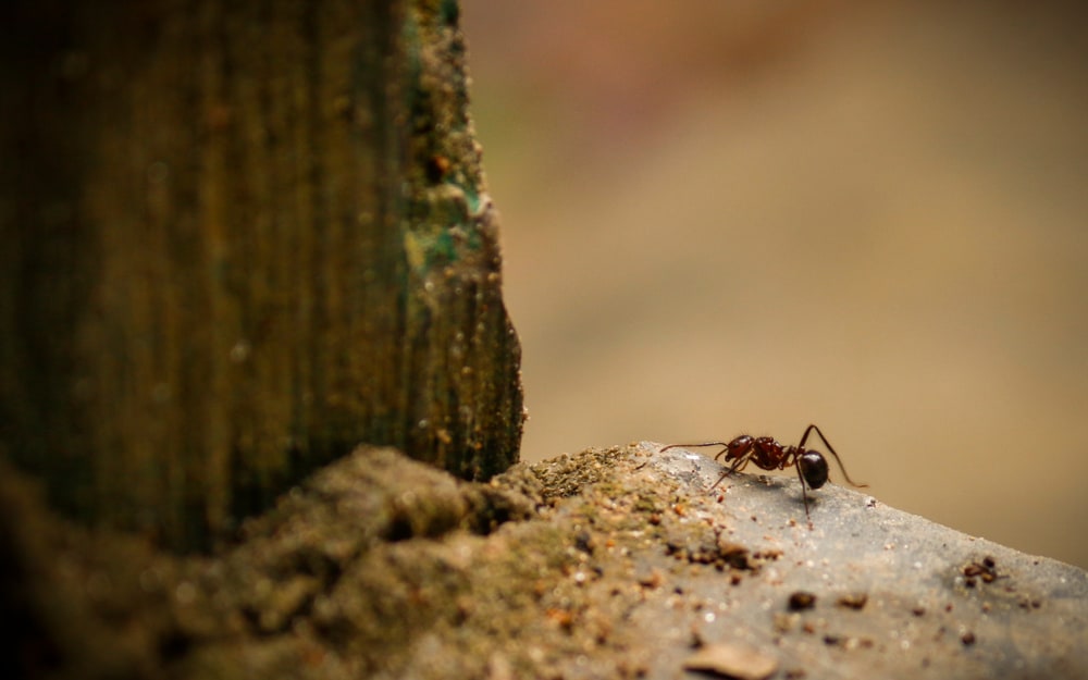 Natural Barriers