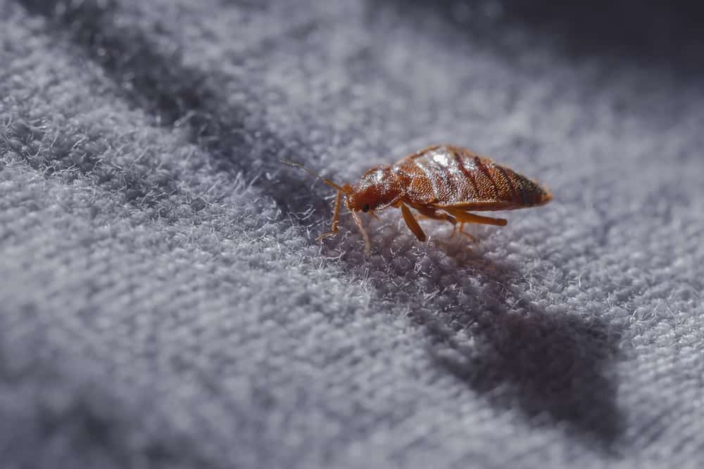 How to Wash and Care for Laundry Infested With Bed Bugs