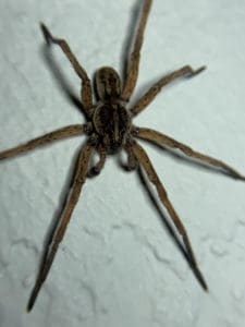 What to do if a Wolf Spider Bites