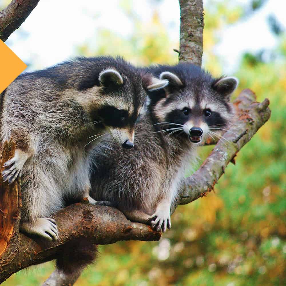 Racoon Racoon