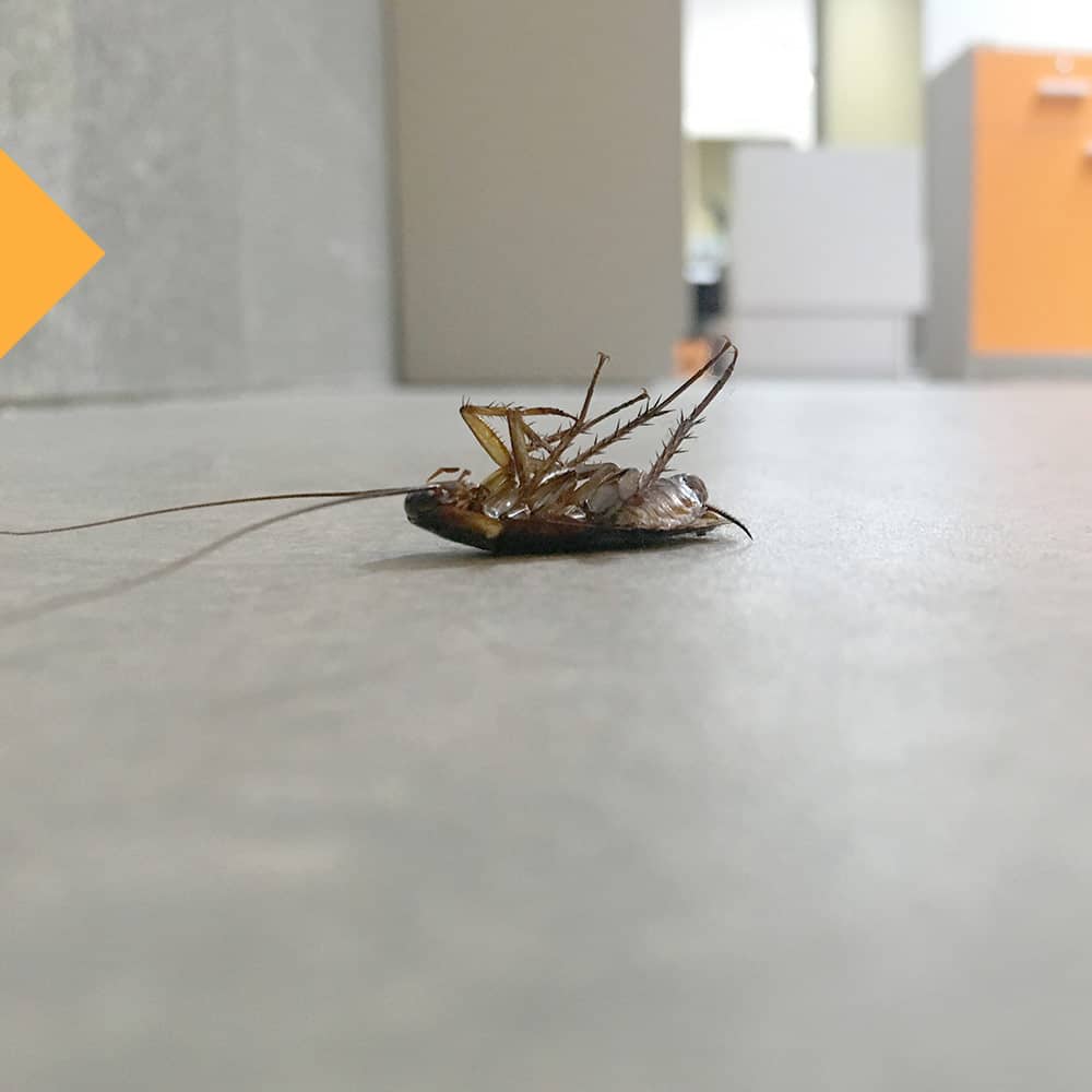 Roach Roach