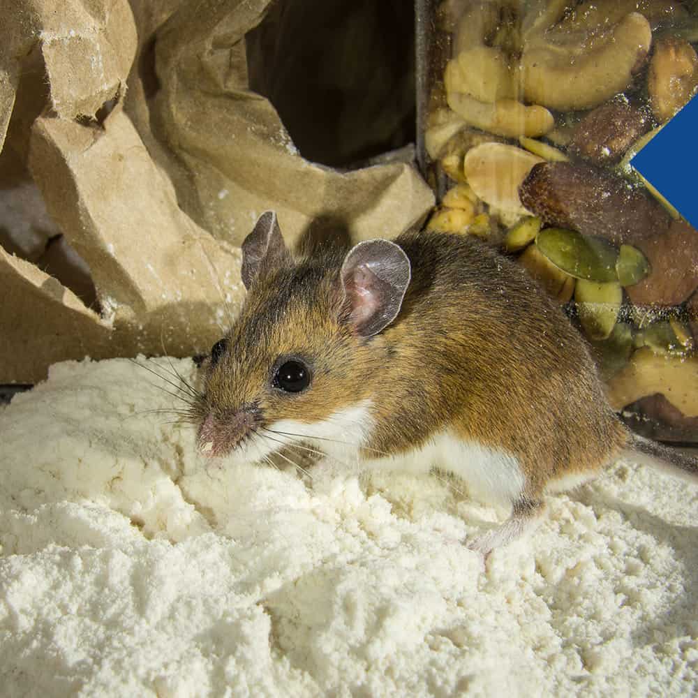 Rodent Rodent