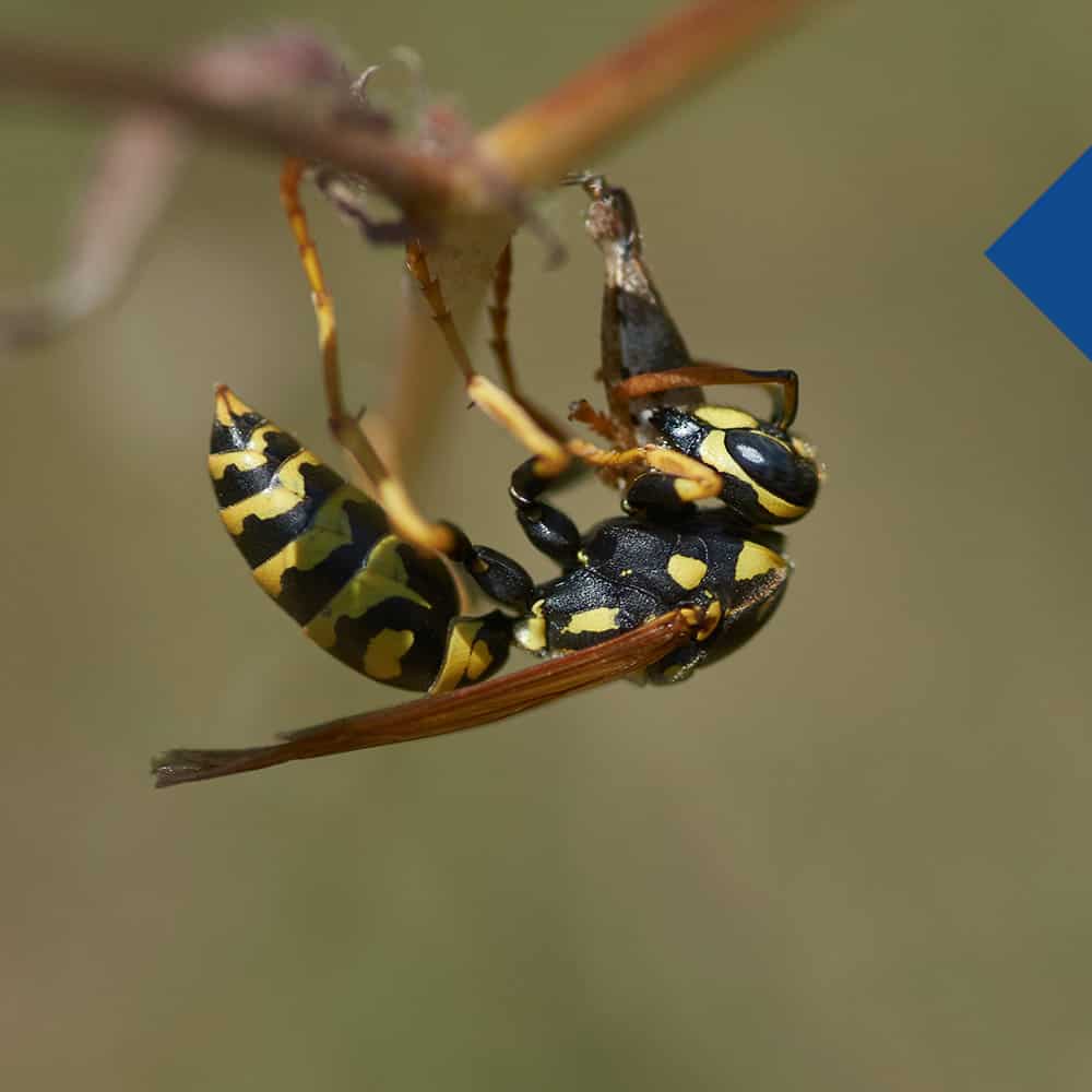 Wasp Wasp