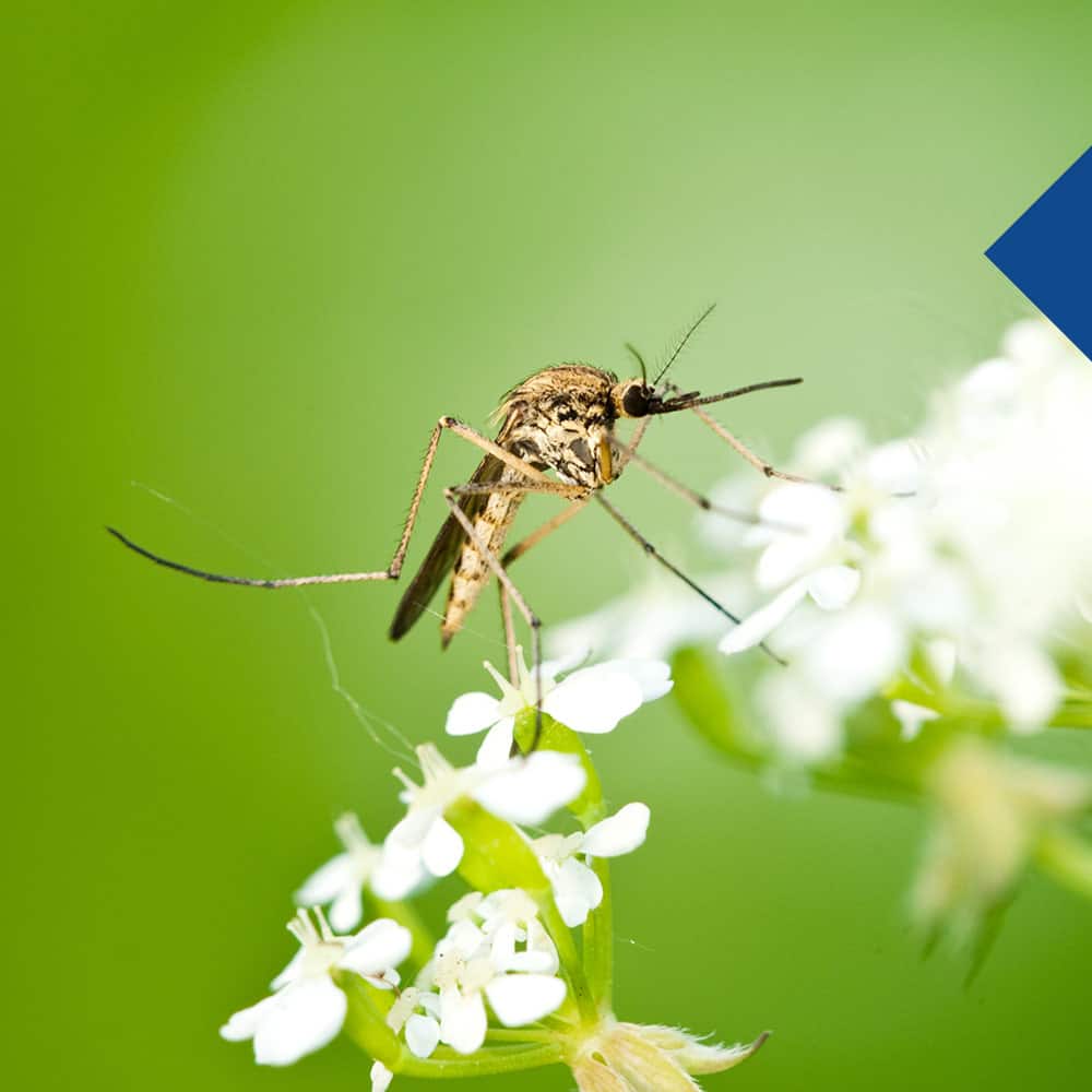 mosquito mosquito