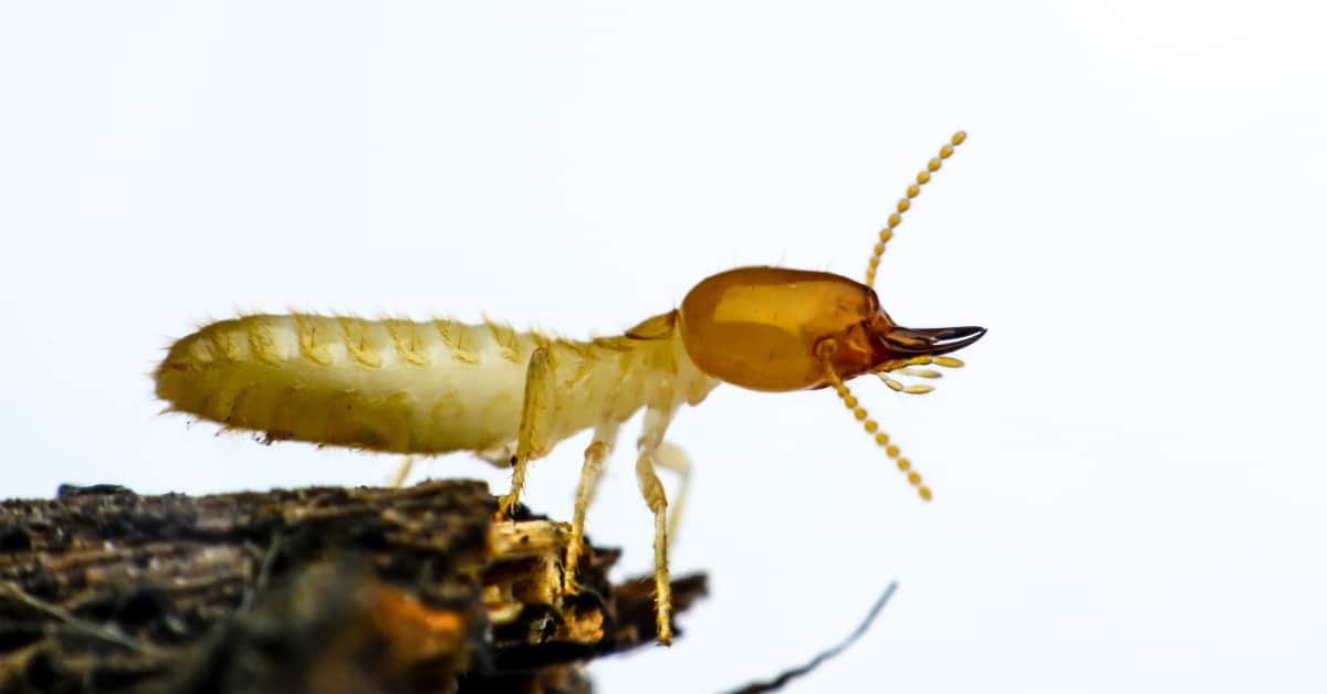 Exterminator Everything You Need To Know About Termites