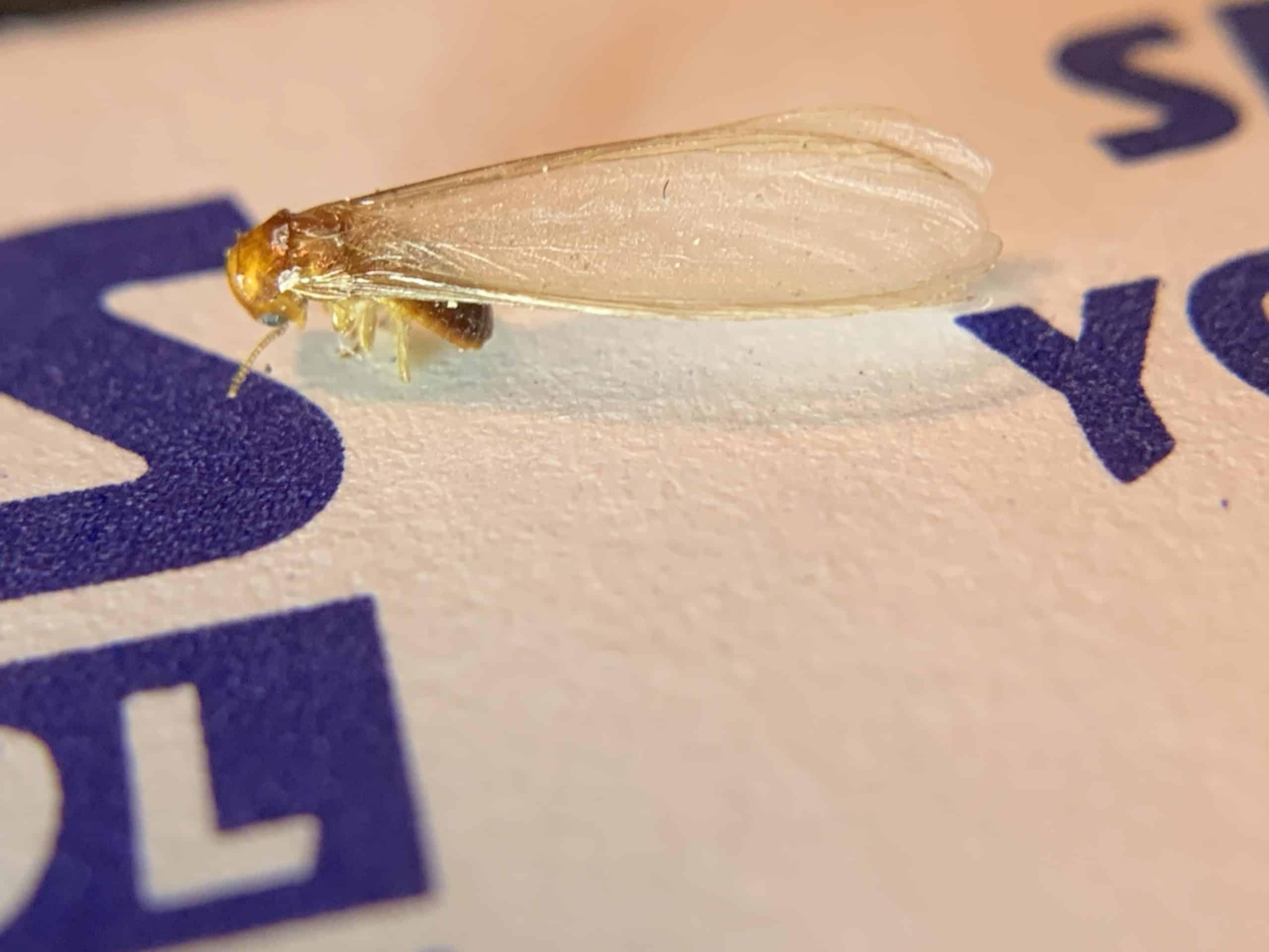 Termites, Us and Them - Dave's Pest Control, image size:2560x1920