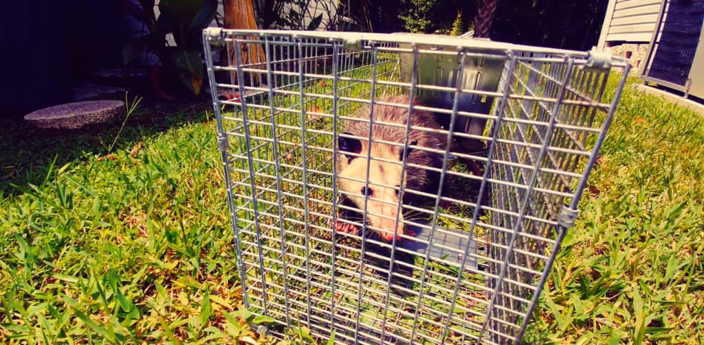 Florida Wildlife and Animal Control - Dave's Pest Control