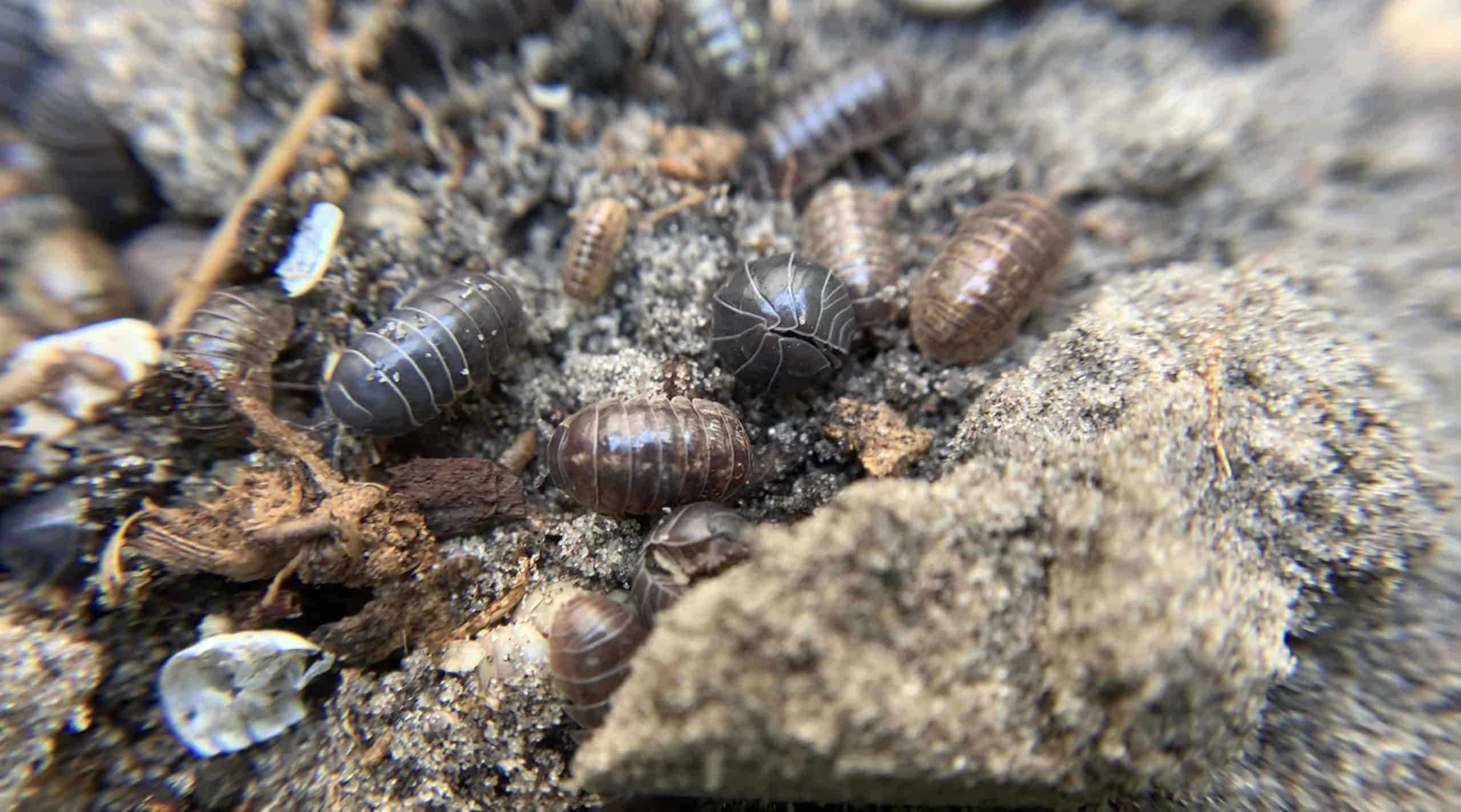 Bugs that Recycle - Dave's Pest Control