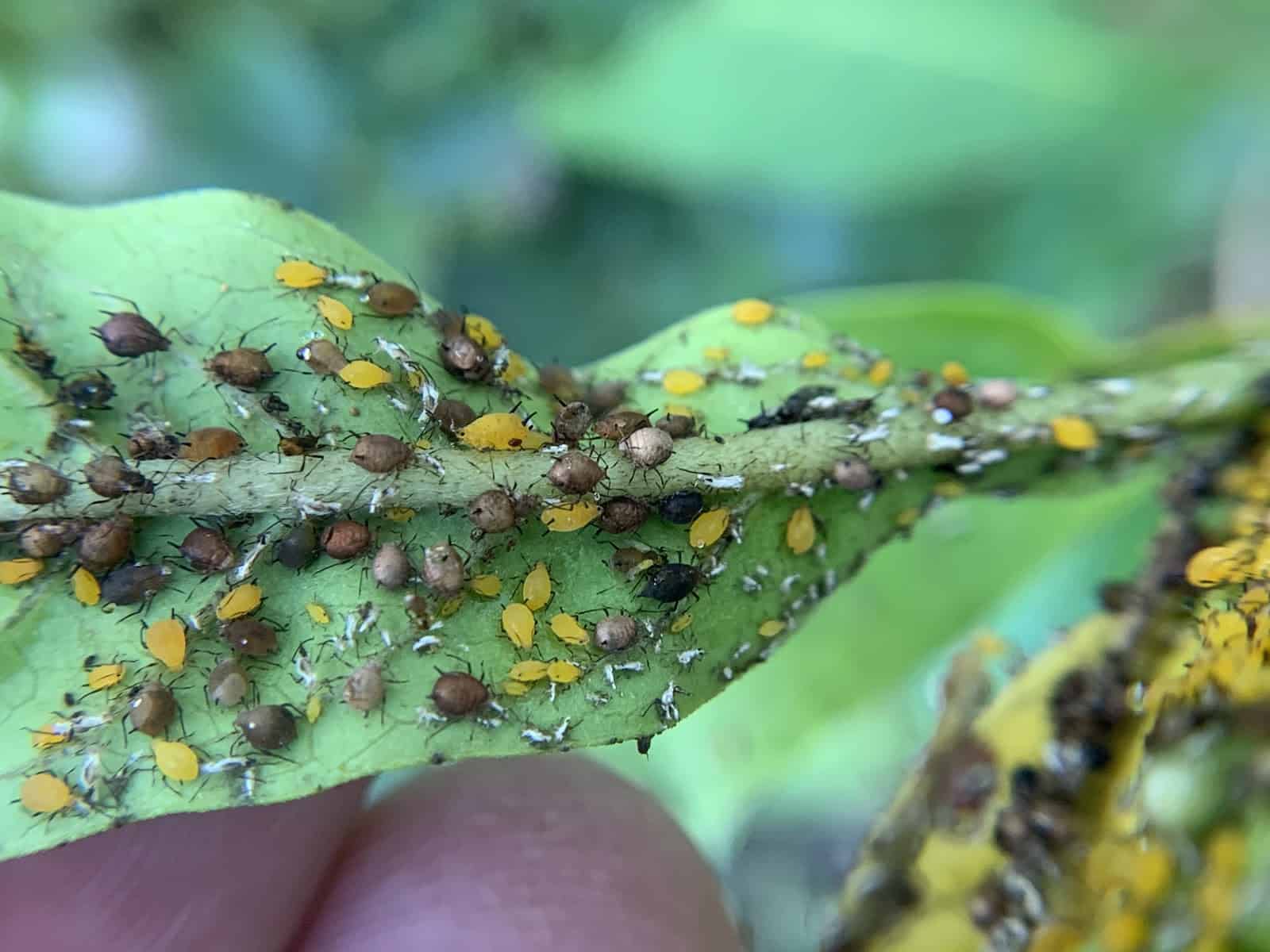 Aphids, Boxelder bugs and Bed bugs....what you need to know. Dave's