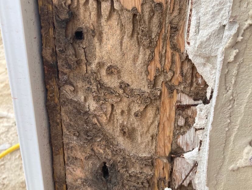 The Silent Destroyer Understanding Termites and How to Stop Them