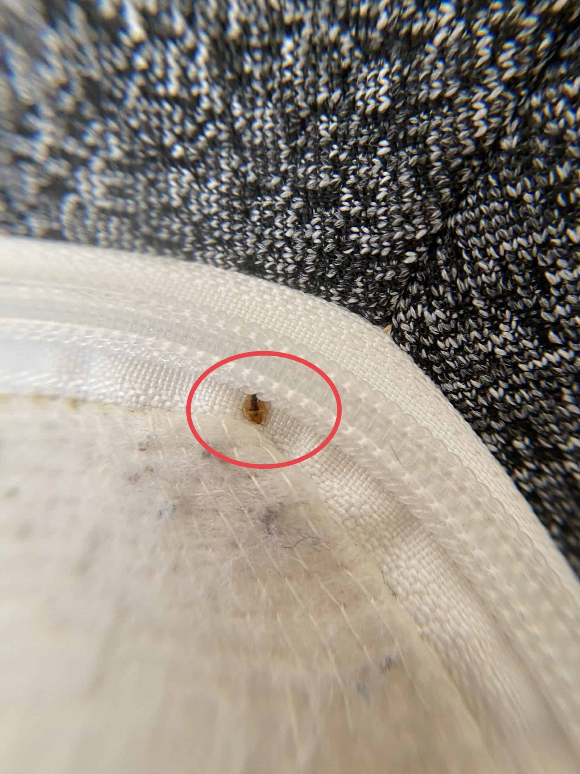Bed Buds on Mattress? Explore How to deal with them