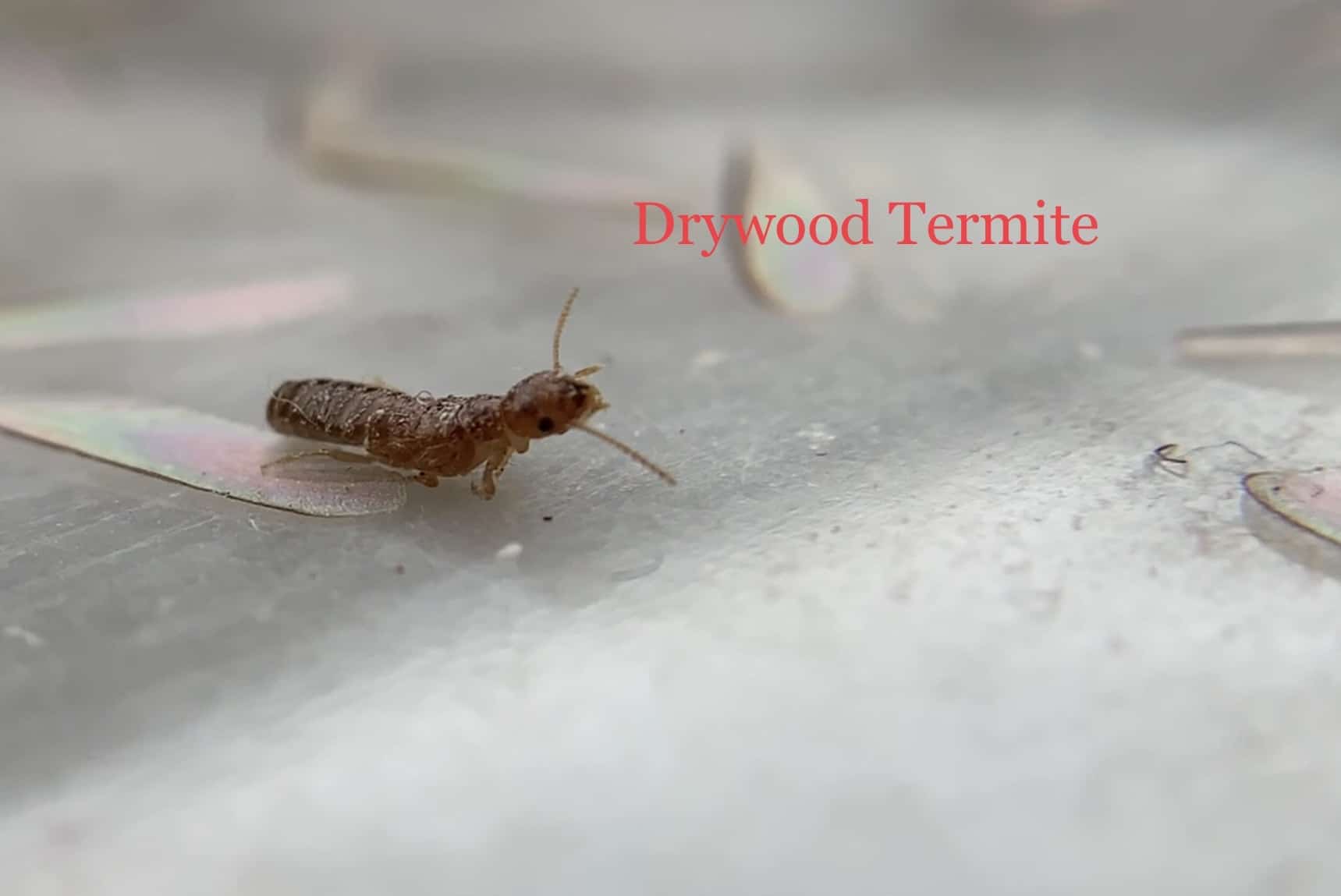 Drywood Termites in Florida: A History of Destruction and a Glimpse into  Their Mysterious World - Dave's Pest Control, image size:1719x1149