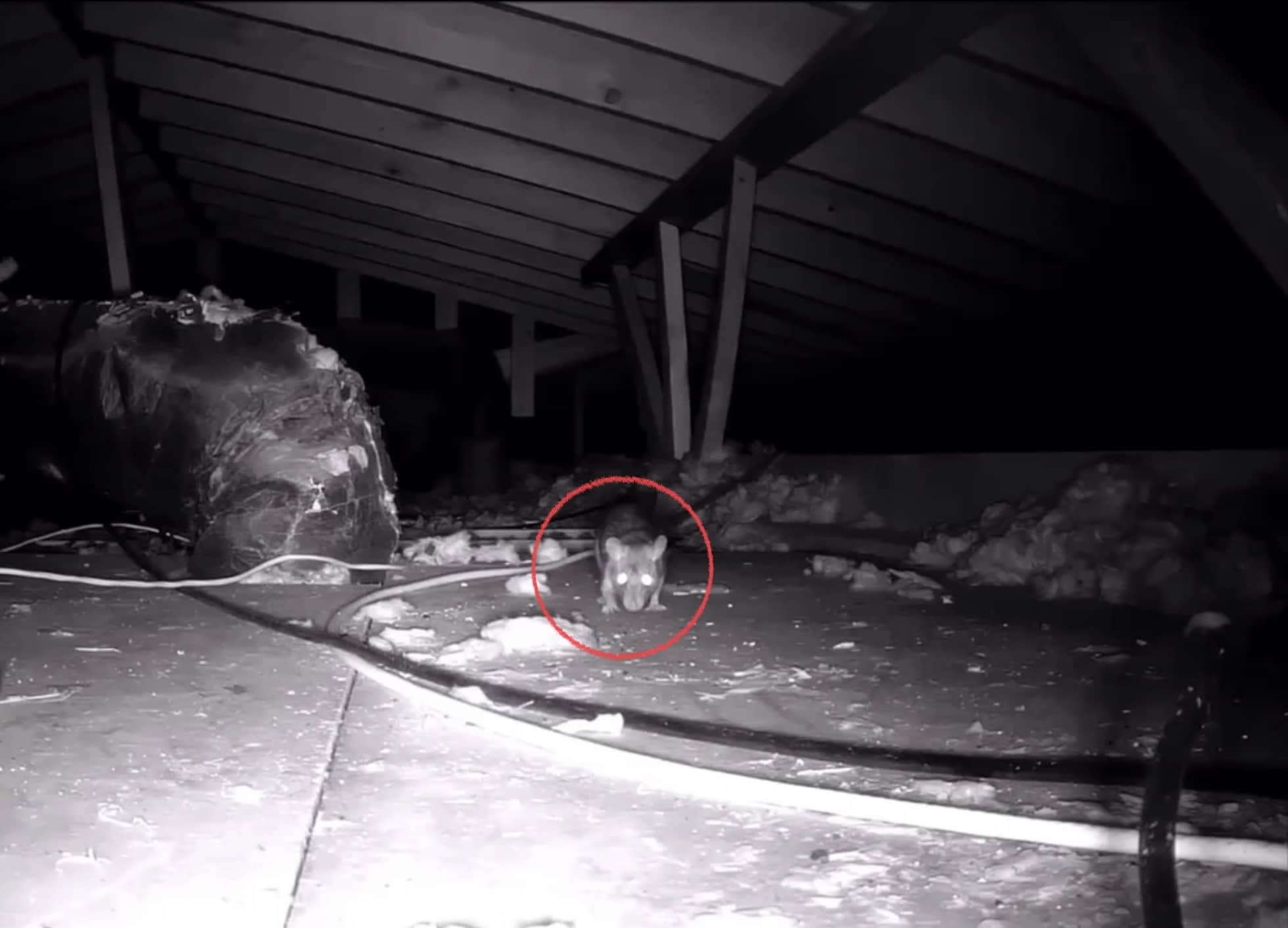 Rat A most prolific reproduction crisis. Dave's Pest Control