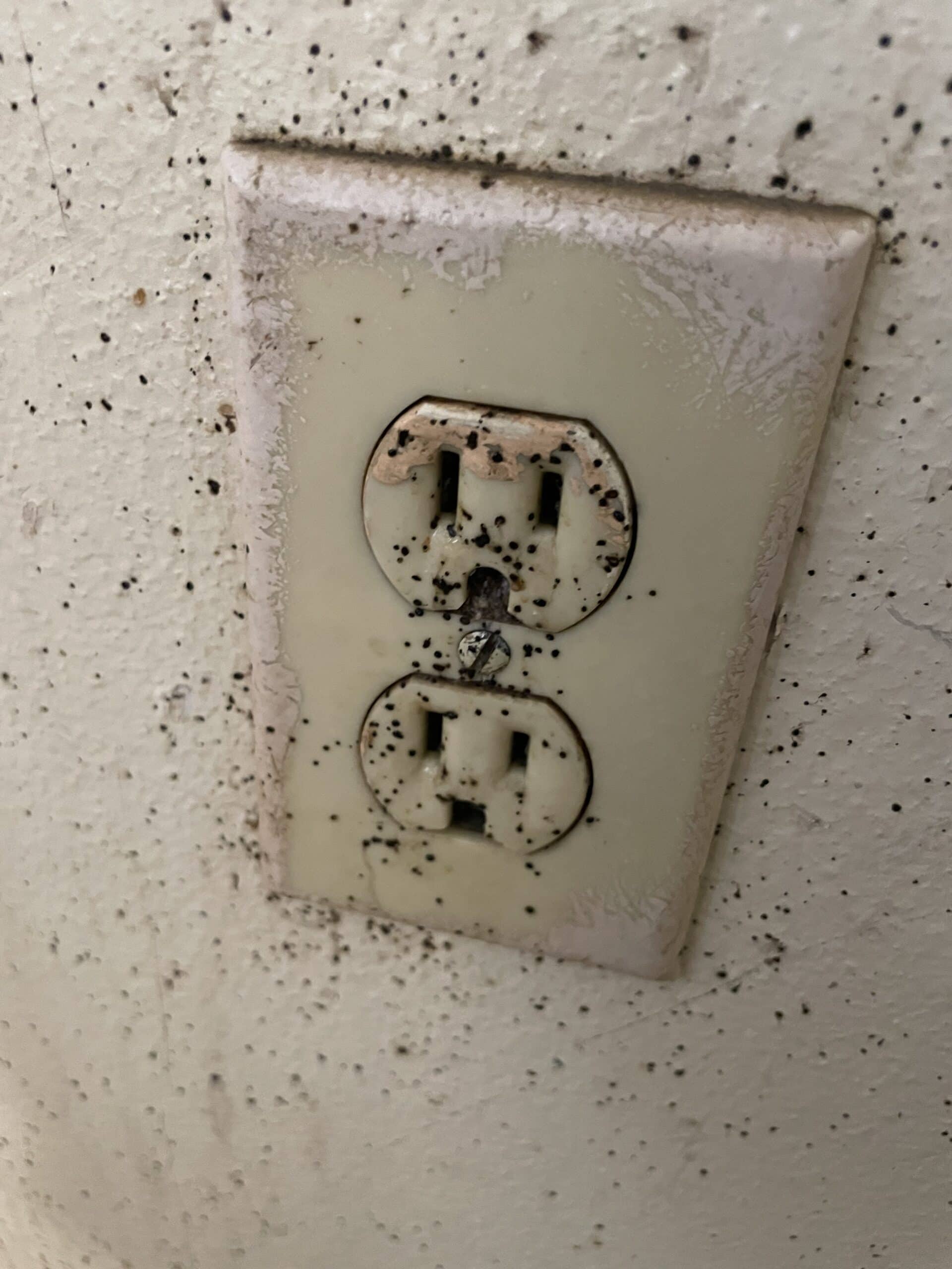 signs of bed bug infestation