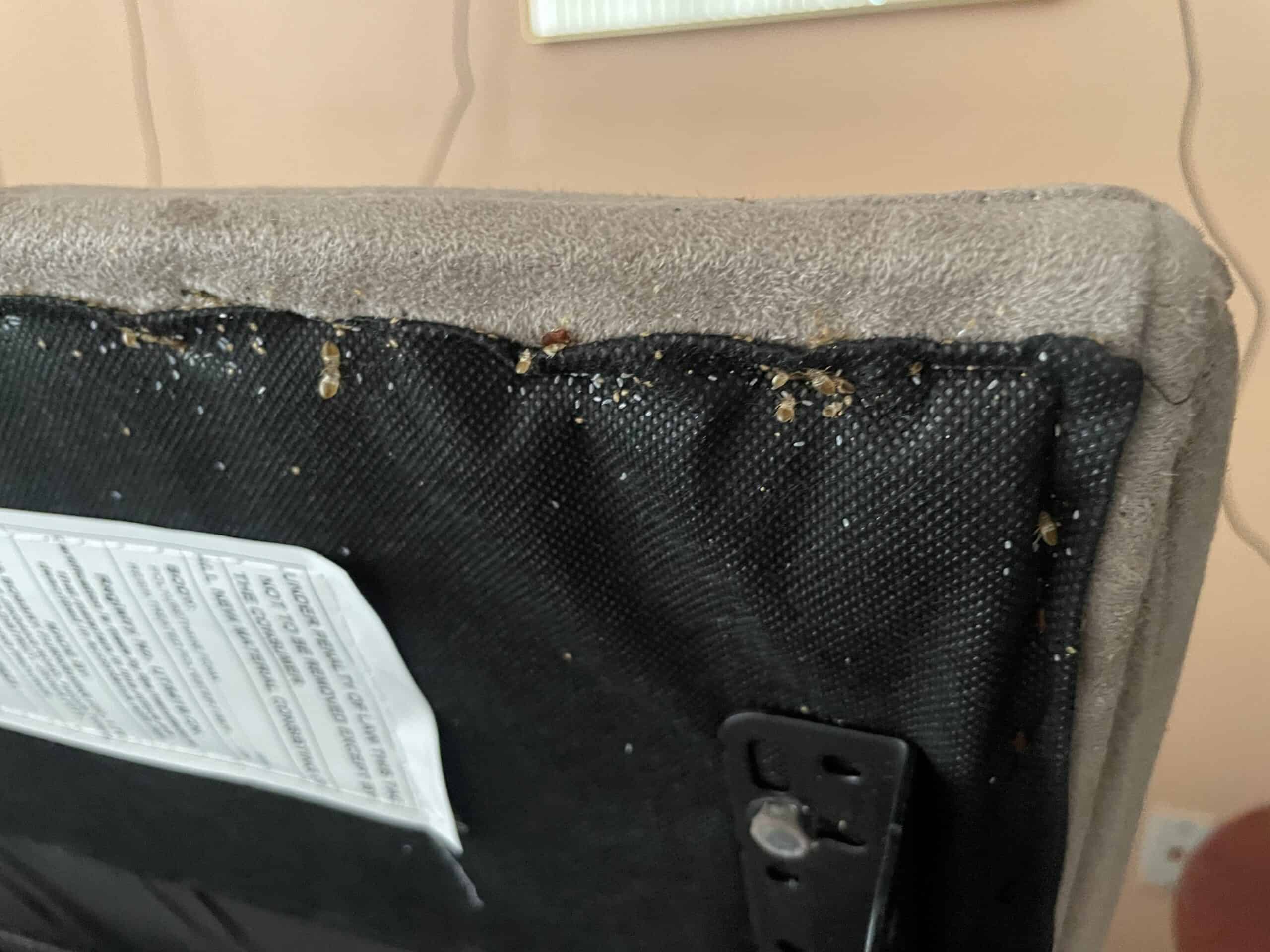 bed bug infestation on furniture
