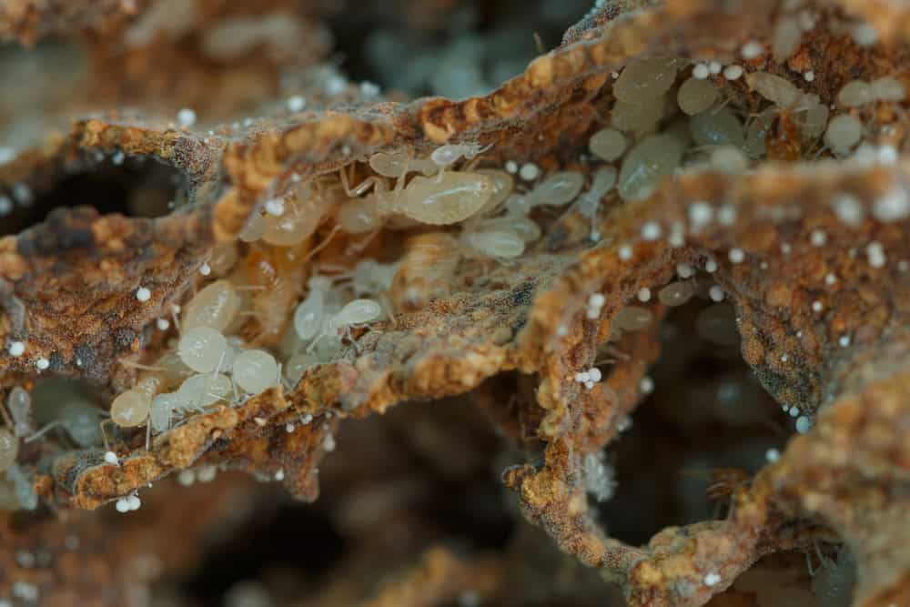 Baby Termites Everything You Need to Know
