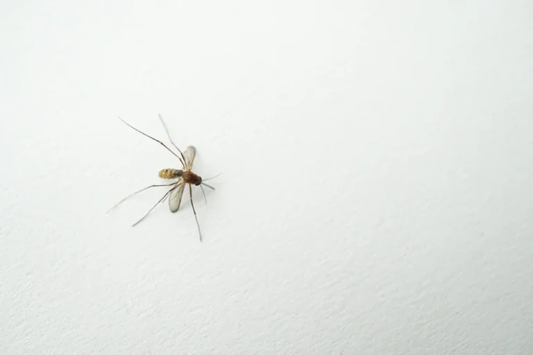 Mosquito resting on human hand