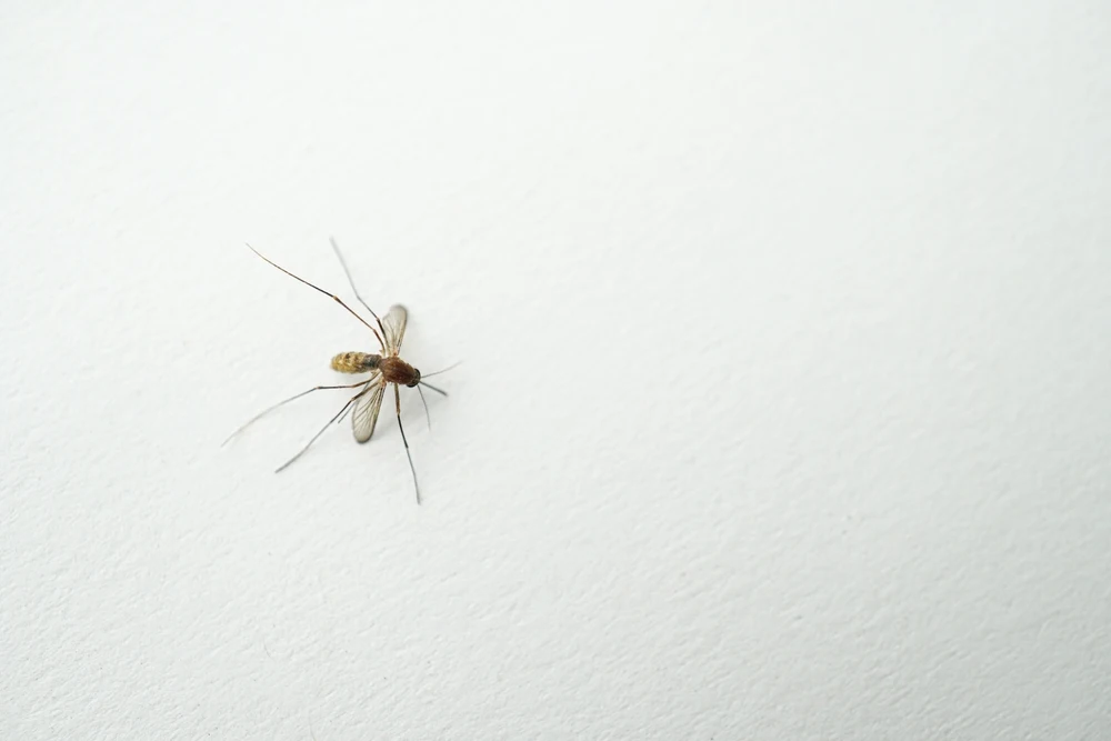 Mosquito resting on human hand