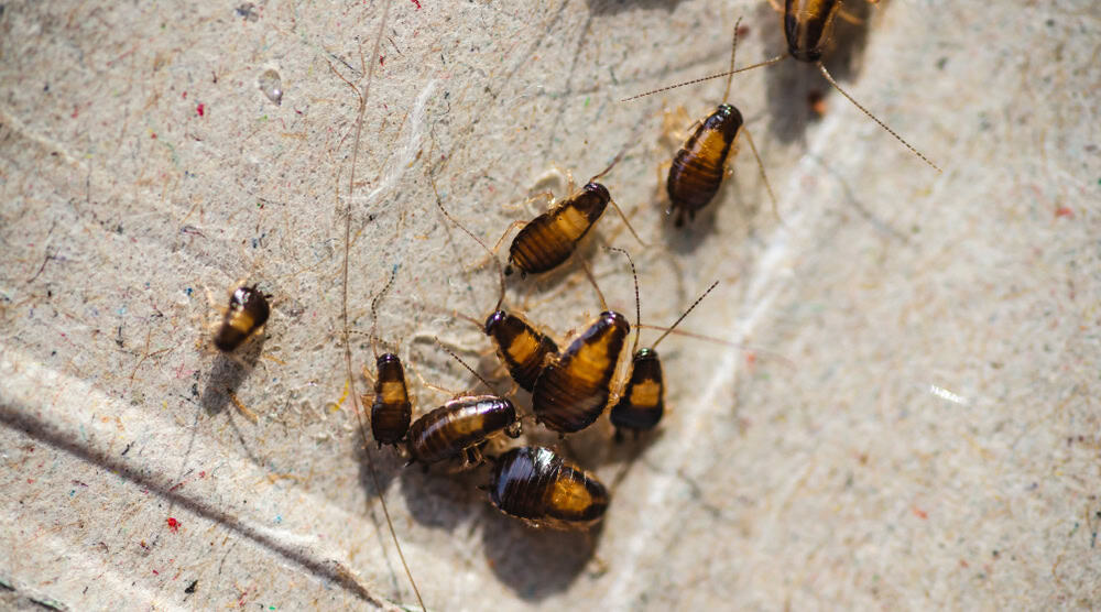 Baby Roaches Everything You Need to Know