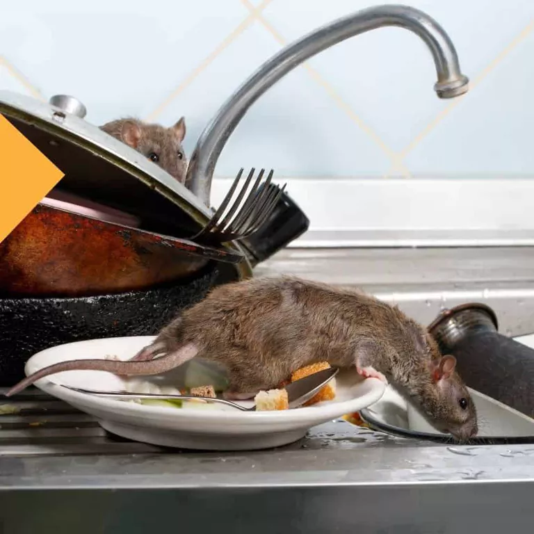 Rodent Control Near Me Best Mice Exterminators in Florida