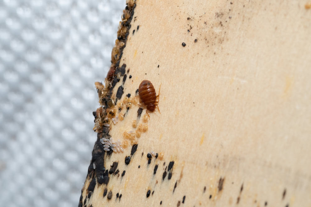What Do Baby Bed Bugs Look Like? Dave's Pest Control