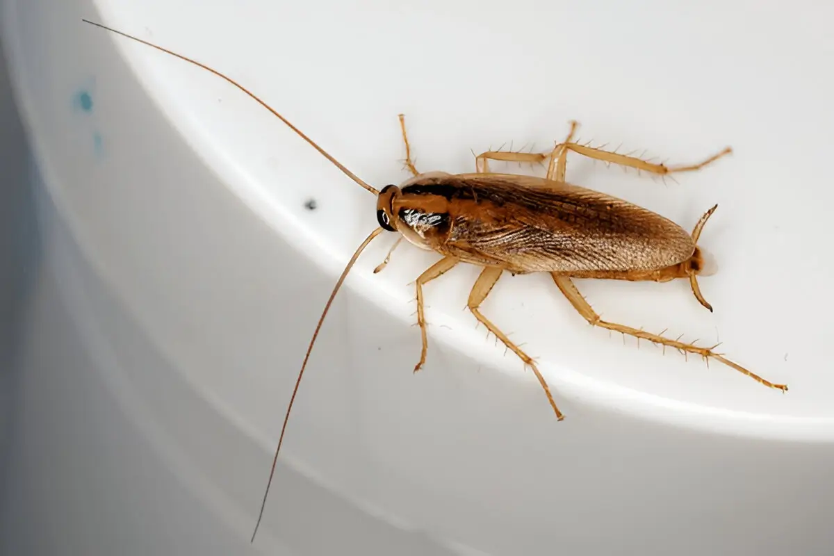 Roach Exterminator Near Me | Cockroach Pest Control in Florida