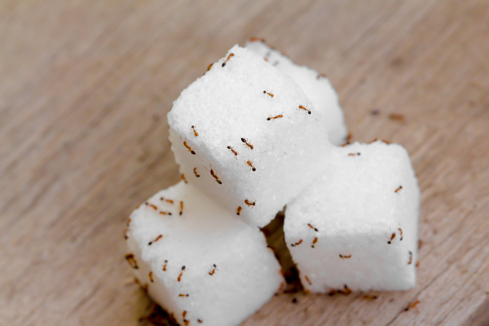ants on sugar cubes