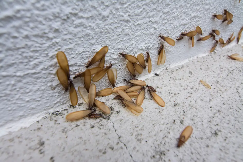 termites with wings