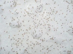 tiny black ants on sugar