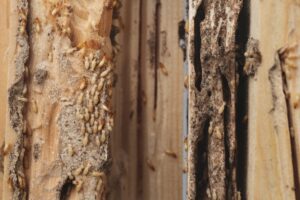 termites on wood