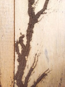 termites on wall