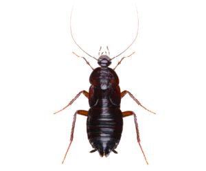 Oriental Cockroach