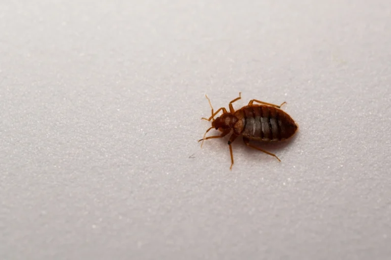bed bugs in hotel
