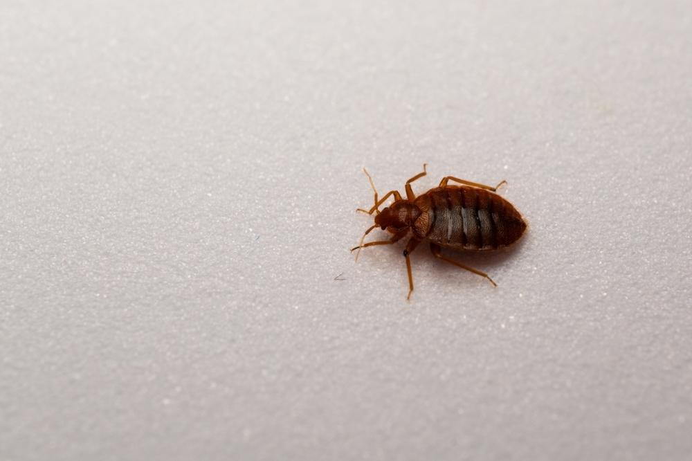 bed bugs in hotel