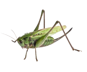 how is cricket different from cockroach