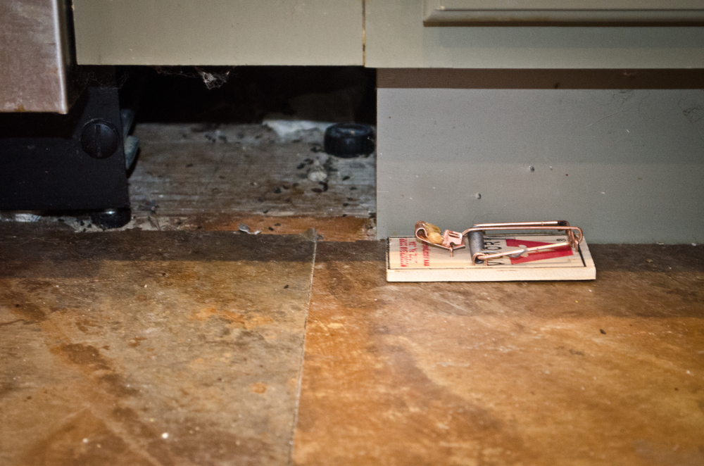 Rodent droppings and trap