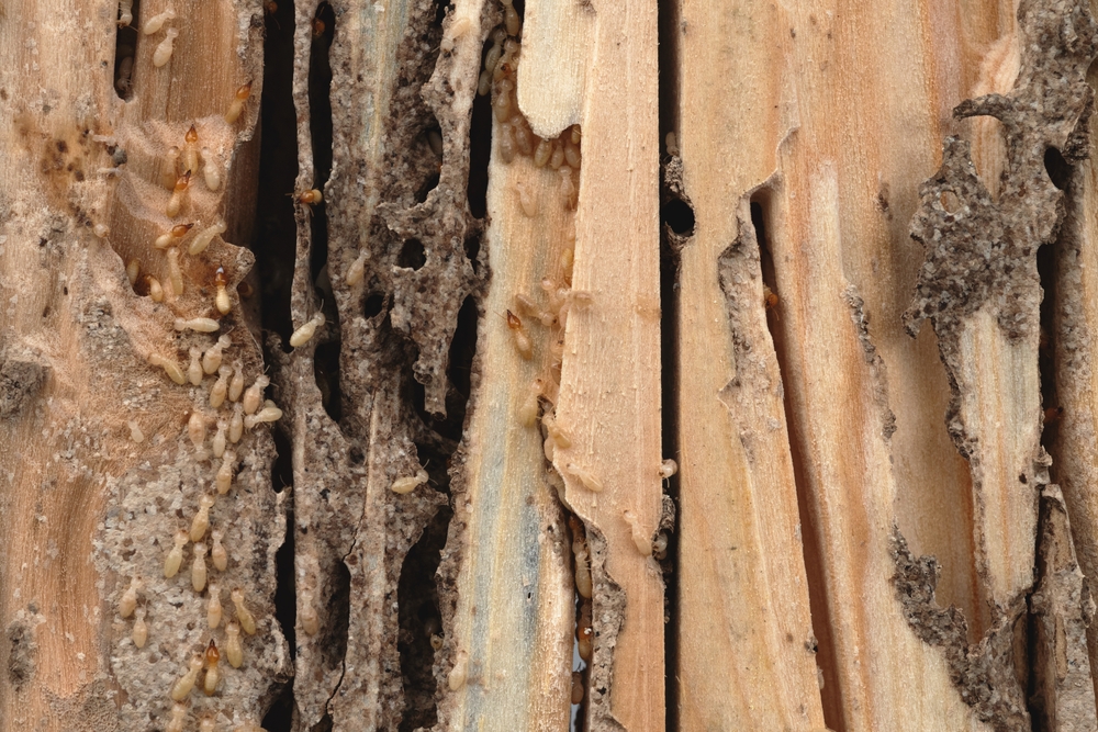 Termites presence on wood