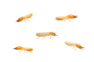 group of termites! how are they different from carpenter ants