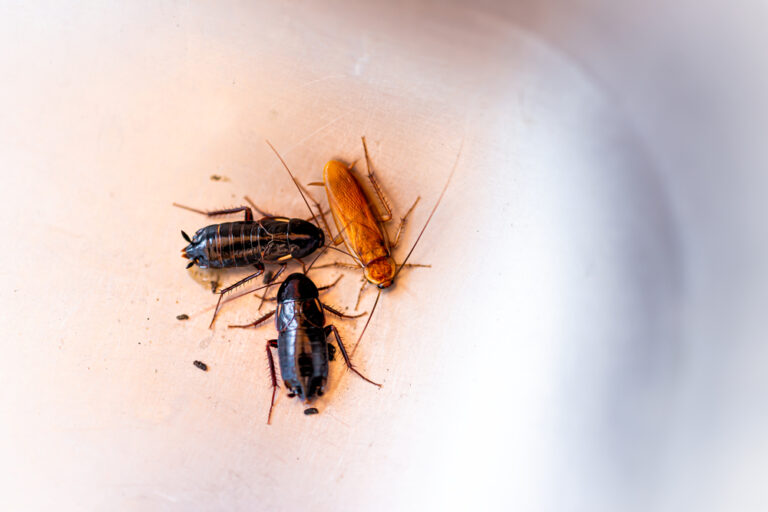 Group of cockroaches on a flat surface